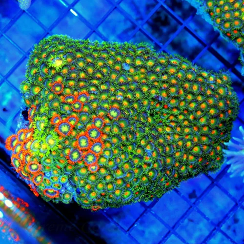 4x4 ZOANTHID CORAL - INCREDIBLE ULTRA ULTRA ORANGE JOHN DEERE ZOANTHID CORAL COLONY