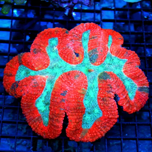 7x7 GIGNATIC LOBOPHYLLIA CORAL - BRIGHT COLORED RED CARPET LOBOPHYLLIA CORAL