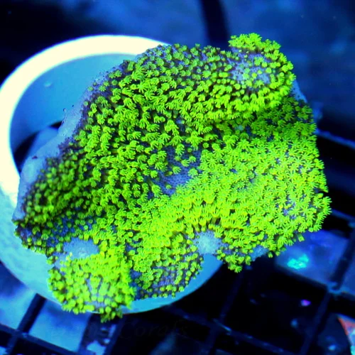 4.5x4 CROWN LEATHER CORAL - NEON NEON GREEN AND PURPLE CROWN LEATHER