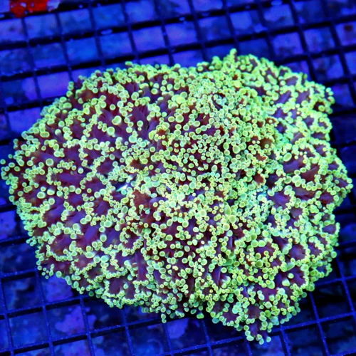 7x6.5 OCTOSPAWN CORAL - SPECTACLUR PURPLE NEON NEON SEAFOAM GREEN TIPPED GIANT OCTOSPAWN
