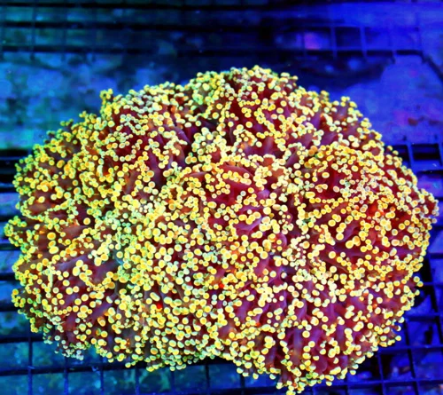 10x8 GIANT OCTOSPAWN CORAL - CENTERPIECE OF ANYONE'S TANK! GIANT MULTICOLORED ORANGE OCTOSPAWN