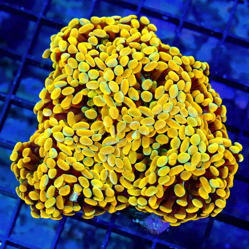 5x4.5 BRANCHING HAMMER CORAL - HANDPICKED BY SCOTT NEON NEON ORANGE BRANCHING HAMMER CORAL