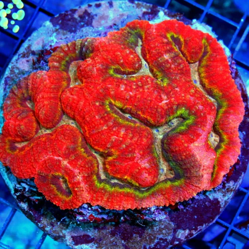 5x4.5 LOBOPHYLLIA CORAL - STUNNING TRI-COLORED LOBOPHYLLIA CORAL