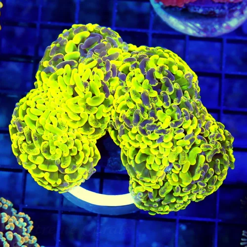 4x4 BRANCHING HAMMER CORAL - ULTRA COLORED ULTRA GRADE NEON HIGHLIGHTER YELLOW PURPLE PAINTED HAMMER
