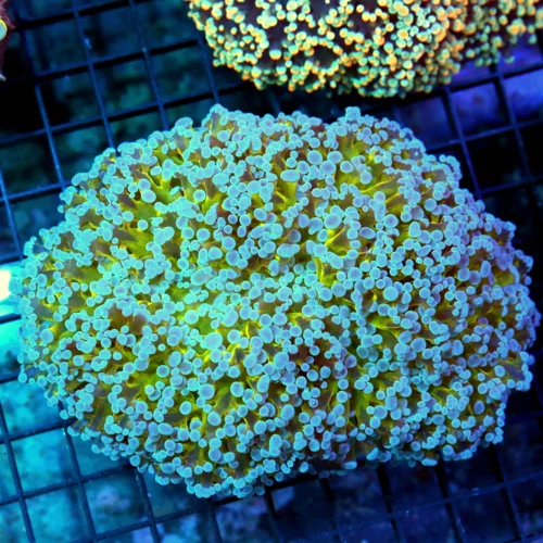 6x5 OCTOSPAWN CORAL - OUT OF THIS WORLD NEON BLUE TIPPED LEMON LIME YELLOW TENTACTLED HANDPICKED OCT