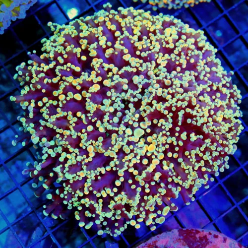 6x6 OCTOSPAWN CORAL - SHOWPIECE MULTICOLORED ORANGE OCTOSPAWN CORAL