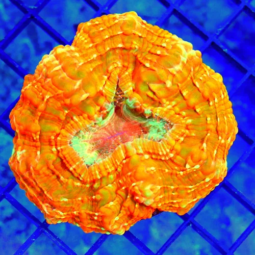 5" ACANTHOPHYLLIA CORAL - VERY VERY HARD TO GET ULTRA ORANGE ACANTHOPHYLLIA CORAL