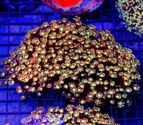 7x6 GIANT GONIOPORA CORAL - PINK AND RED ULTRA COLORED XXXL GONIOPORA CORAL
