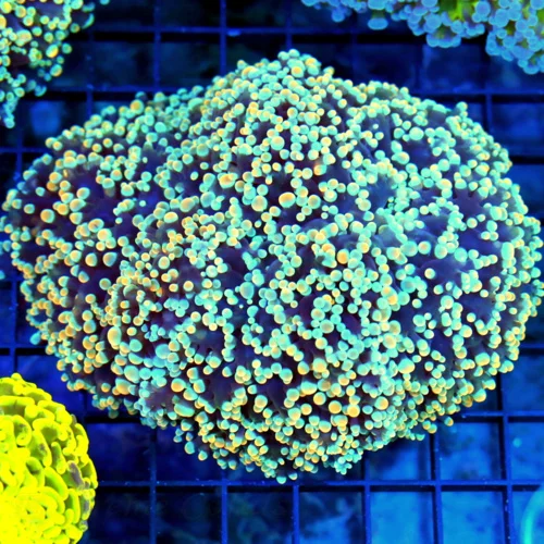 6x5 OCTOSPAWN CORAL - COLOR IS OUTSTANDING MULTICOLORED ORANGE AND BLUE OCTOSPAWN
