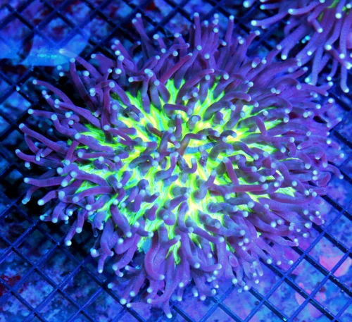 5.5x5.5 LONG TENTACLE PLATE CORAL - SUPER NEON GREEN CENTERED PURPLE TENTACLED BLUE TIPPED PLATE COR