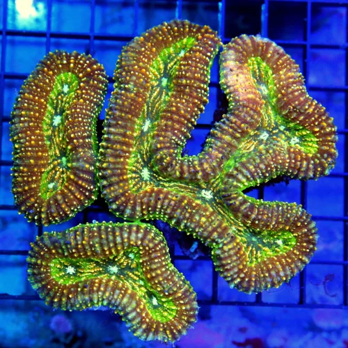 5x5 LOBOPHYLLIA CORAL - ULTRA ULTRA COLORED YELLOW AND ORANGE WHITE EYED LOBOPHYLLIA CORAL