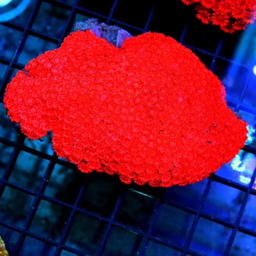 5x4.5 GONIOPORA CORAL - SUPER BRIGHT ULTRA COLORED FIRE ENGINE RED GONIOPORA CORAL