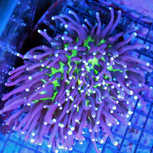 5.5x5.5 LONG TENTACLE PLATE CORAL - SUPER NEON GREEN CENTERED PURPLE TENTACLED BLUE TIPPED PLATE COR