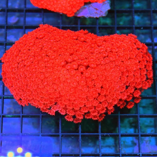 6x5.5 XXL GONIOPORA CORAL - ULTRA ULTRA COLORED FIRE ENGINE RED CENTERPIECE GONIOPORA CORAL