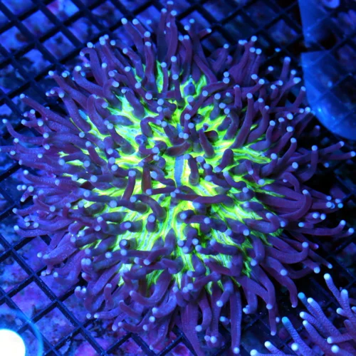 6x6 LONG TENTACLE PLATE CORAL - SUPER NEON GREEN CENTERED PURPLE TENTACLED BLUE TIPPED PLATE CORAL