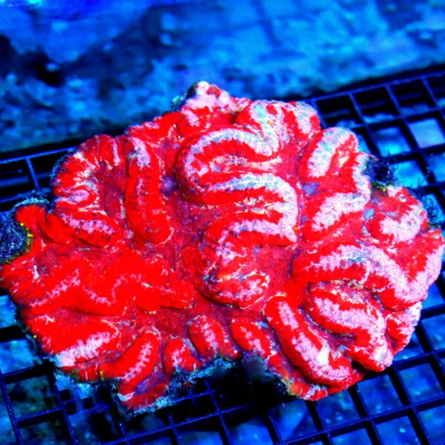 7x7 LOBOPHYLLIA CORAL - VERY INTENSE COLORED SUPER NEON PINK AND RED LOBOPHYLLIA