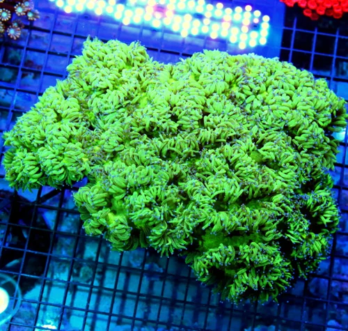 12x10 GIGANTIC ELEGANCE CORAL - AUSSIE ULTRA GRADE LEMON LIME GREEN SUPER BLUE TIPPED ELEGANCE CORAL