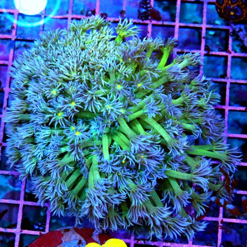 5x5 GONIOPORA CORAL - ULTRA GRADE YELLOW EYED SUPER PURPLE GONIOPORA CORAL