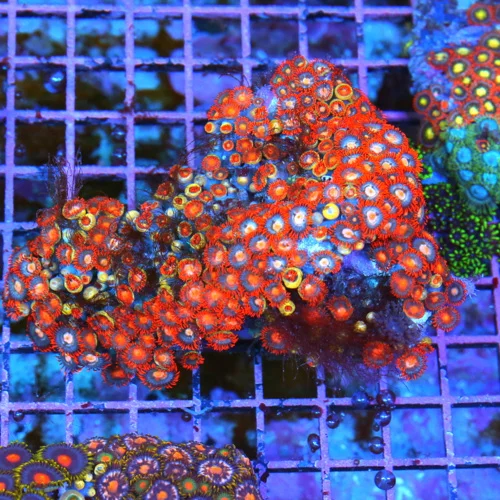 5x4.5 ZOANTHID CORAL - ULTRA GRADE RARE COLORED FIJI COMBO ZOANTHID CORAL COLONY