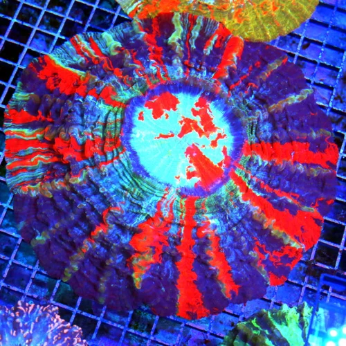 10x10 ACANTHOPHYLLIA CORAL - ULTIMATE SHOWPIECE NICE AS YOU WILL EVER SEE ACANTHOPHYLLIA CORAL