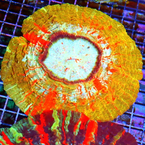 8x8 ACANTHOPHYLLIA  CORAL - HANDPICKED COLLECTOR'S ITEM ORANGE STRIPPED GOLD/ORANGE