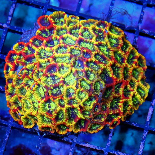 4x4 MICRO FAVIA CORAL - ULTRA COLORED SHOWPIECE MICROFAVIA CORAL