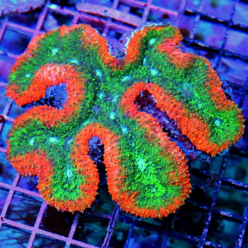 5.5x5.5 LOBOPHYLIA CORAL - OUTSTANDING ULTRA COLORED ULTRA GRADE LOBOPHYLLIA