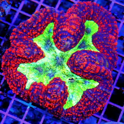 5.5x5.5 LOBOPHYLLIA CORAL - AWESOME ULTRA COLORED RED NLUE EYED LOBOPHYLLIA