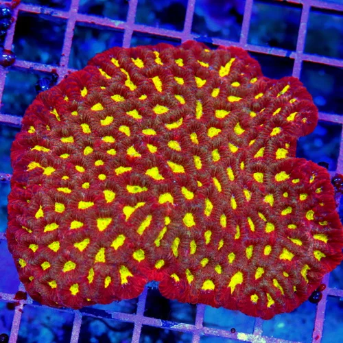 4.5x4.5 FAVIA CORAL - SUPER PINK AND RED ULTRA COLORED FAVIA CORAL