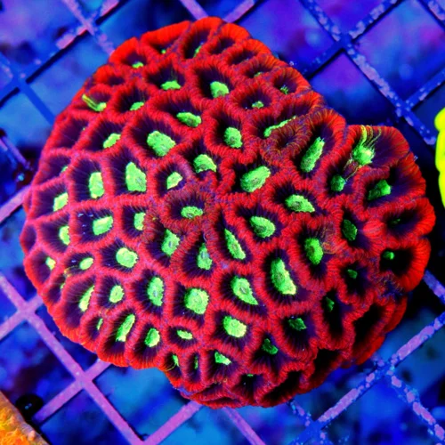 4" FAVITES CORAL - ULTRA ULTRA COLORED RED WITH BLUE GREEN ALEN EYED