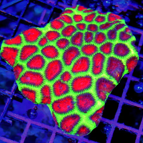 4x4  FAVIA CORAL - OUTSTANDING NEON GREEN AND RED "WATERMELON" FAVIA CORAL