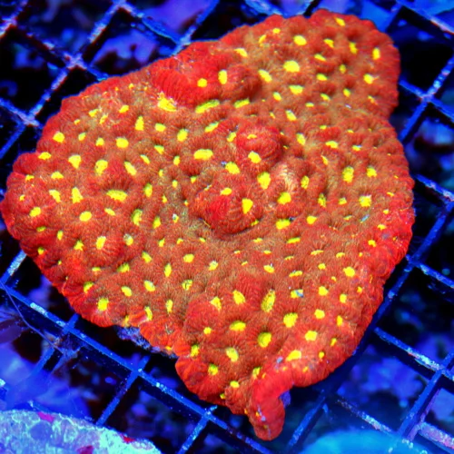 4.5x4  MINI FAVITES CORAL - WICKED RED EYED STUNNING MINI FAVITES CORAL