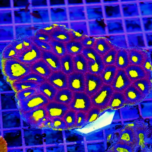 4.5x4 FAVIA CORAL - HANDPICKED YELLOW RIMMED COLLECTOR'S PIECE DRAGON SOUL FAVIA CORAL