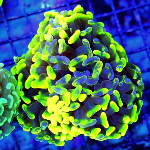 4.5x4.5 HAMMER CORAL - GLOW IN THE DARK NEON TOXIC GREEN AND BLUE PAINTED ULTRA ULTRA COLORED HAMMER