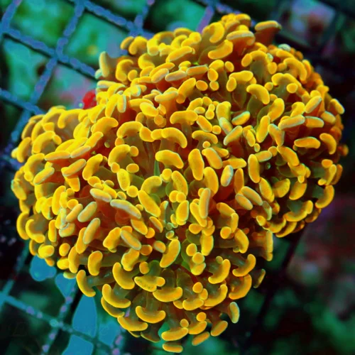 4.5x4.5 BRANCHING HAMMER CORAL - BEAUTIFUL NEON NEON ORANGE ULTRA GRADE BRANCHING HAMMER CORAL