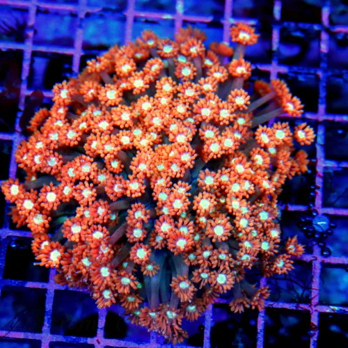 4.5x4.5 GONIOPORA CORAL - NEON PINK WHITE EYED ULTRA COLORED GONIOPORA CORAL