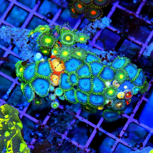 5x5 AUSSIE ZOANTHID CORAL - WON'T SEE THESE COLORS ANYWHERE ELSE ULTRA COLORED COMBO ZOANTHID
