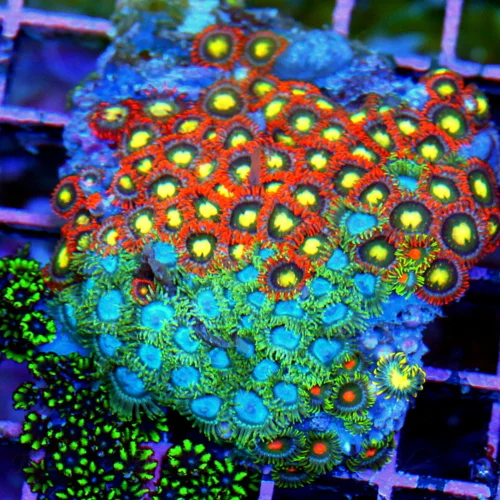 3.5x3.5 AUSSIE ZOANTHID CORAL - WON'T SEE THESE COLORS ANYWHERE ELSE ULTRA COLORED COMBO ZOANTHID