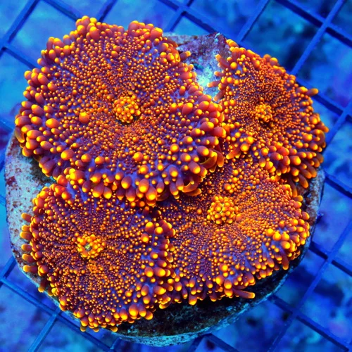 4x4 RICORDIA YUMA MUSHROOM CORAL - SUPER GLOWING ORANGE AND PURPLE RICORDIA YUMA CORAL COLONY