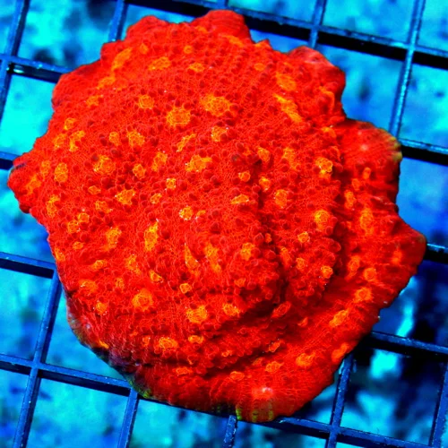 3.5" ECHINOPHYLLIA CHALICE CORAL - GLOWING ORANGE NEON RED "RAINBOW JOLLY RANCHER" ECHINO CHALICE