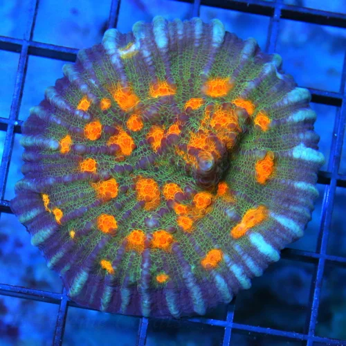 3.5" ECHINOPHYLLIA CHALICE CORAL - GREEN ORANGE ALIEN EYED COLLECTOR'S ITEM "FIRESTRIKE" ECHINO CHAL