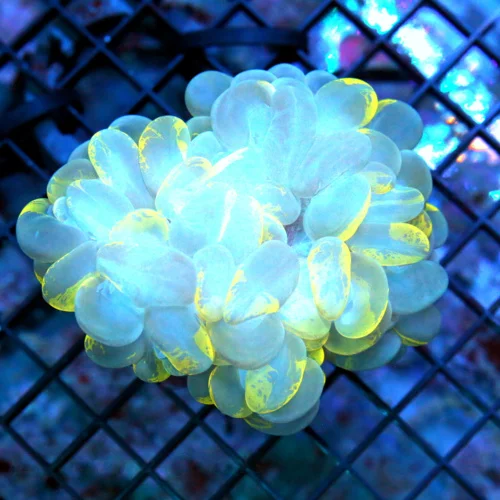 4.5x4 BUBBLE CORAL - BLUE YELLOW AND WHITE SPLATTERED CATSEYE BUBBLE CORAL