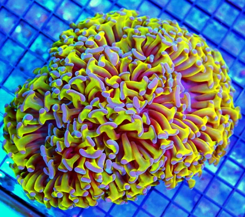 7x5.5 XXL HAMMER CORAL - SCREAMING NEON TOXIC GREEN PURPLE TIPPED HAMMER CORAL