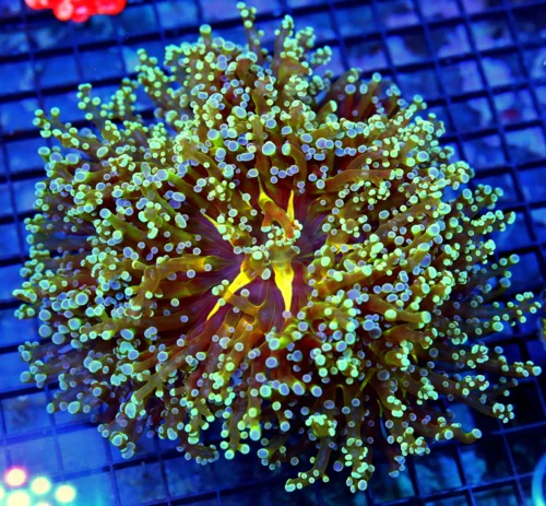 7x7 BRANCHING OCTOSPAWN CORAL - OUTSTANDING ULTRA ULTRA COLORED YELLOW CENTERED OCTOSPAWN
