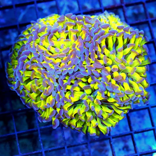 5x5 BRANCHING HAMMER CORAL - WOWEE! LEMON LIME GREEN PURPLE TIPPED ULTRA COLORED BRANCHING HAMMER