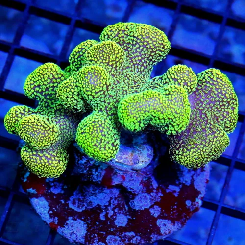 STYLOPHORA CORAL - OUTSTANDING NEON GREEN VERY NICE CATSPAW STYLOPHORA CORAL