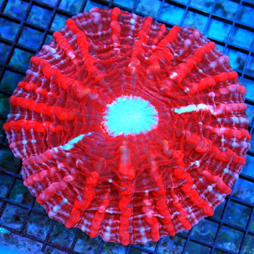 5.5x5.5 GIANT CYNARINA CORAL - OUTSTANDING VERY HARD TO GET BLUE EYED MULITCOLORED RED CYNARINA CORA