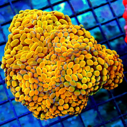 5.5x5 BRANCHING HAMMER CORAL - MULTICOLORED COMBO SUPER ORANGE BRANCHING HAMMER CORAL