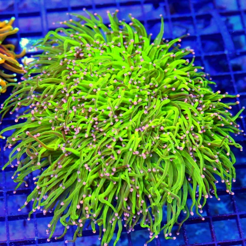7x7 GIANT TORCH CORAL - COLLECTOR'S PIECE ULTRA COLORED "COTTON CANDY" TORCH CORAL