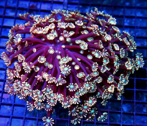 7x7 GONIOPORA CORAL - PURPLE TENTACLE NEON PINK POLYP BLUE GONIOPORA CORAL